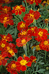 Safari Red Marigold (Tagetes patula 'Safari Red') at Echter's Nursery & Garden Center