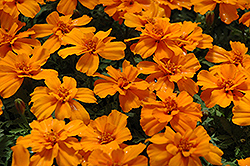Safari Tangerine Marigold (Tagetes patula 'Safari Tangerine') at Echter's Nursery & Garden Center