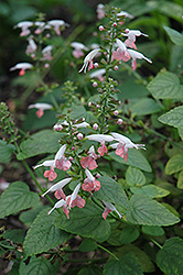 Summer Jewel Pink Sage (Salvia 'Summer Jewel Pink') at Echter's Nursery & Garden Center