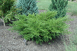 Sea Green Juniper (Juniperus chinensis 'Sea Green') at Echter's Nursery & Garden Center