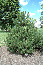 Oregon Green Austrian Pine (Pinus nigra 'Oregon Green') at Echter's Nursery & Garden Center