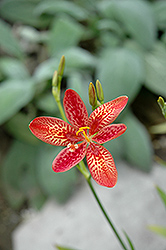 Dazzler Candy Lily (Pardancanda 'Dazzler') at Echter's Nursery & Garden Center