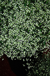 Stardust Super Flash Euphorbia (Euphorbia 'Stardust Super Flash') at Echter's Nursery & Garden Center