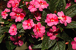 Harmony Marshmallow Cream New Guinea Impatiens (Impatiens hawkeri 'Harmony Marshmallow Cream') at Echter's Nursery & Garden Center