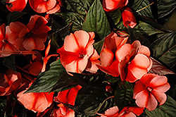 Harmony Salmon Cream New Guinea Impatiens (Impatiens hawkeri 'Harmony Salmon Cream') at Echter's Nursery & Garden Center