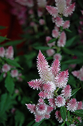 Kelos Pink Celosia (Celosia 'Kelos Pink') at Echter's Nursery & Garden Center