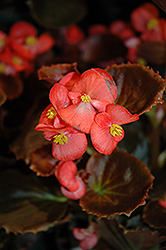 Nightife Red Begonia (Begonia 'Nightlife Red') at Echter's Nursery & Garden Center