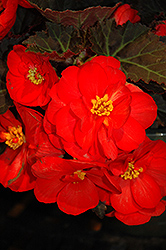 Nonstop Mocca Scarlet Begonia (Begonia 'Nonstop Mocca Scarlet') at Echter's Nursery & Garden Center