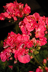 Rocky Mountain Pink Geranium (Pelargonium 'Rocky Mountain Pink') at Echter's Nursery & Garden Center