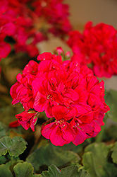 Fantasia Cranberry Sizzle Geranium (Pelargonium 'Fantasia Cranberry Sizzle') at Echter's Nursery & Garden Center