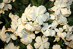 Cora White Vinca (Catharanthus roseus 'Cora White') at Echter's Nursery & Garden Center