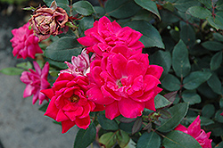 Knock Out Double Red Rose (Rosa 'Radtko') at Echter's Nursery & Garden Center