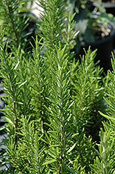 Barbeque Rosemary (Rosmarinus officinalis 'Barbeque') at Echter's Nursery & Garden Center
