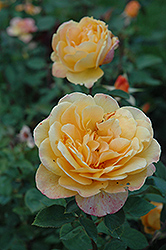 Strike It Rich Rose (Rosa 'Strike It Rich') at Echter's Nursery & Garden Center