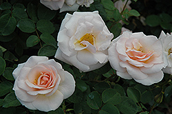 Pretty Lady Rose (Rosa 'SCRivo') at Echter's Nursery & Garden Center