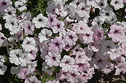 Tidal Wave Silver Petunia (Petunia 'Tidal Wave Silver') at Echter's Nursery & Garden Center