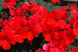 Caliente Orange Geranium (Pelargonium 'Caliente Orange') at Echter's Nursery & Garden Center