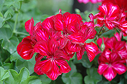 Precision Red Ice Ivy Leaf Geranium (Pelargonium peltatum 'Precision Red Ice') at Echter's Nursery & Garden Center