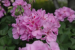 Precision Lavender Blue Ivy Leaf Geranium (Pelargonium peltatum 'Precision Lavender Blue') at Echter's Nursery & Garden Center