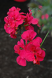 Precision Dark Salmon Ivy Leaf Geranium (Pelargonium peltatum 'Precision Dark Salmon') at Echter's Nursery & Garden Center