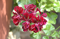 Precision Dark Burgundy Ivy Leaf Geranium (Pelargonium peltatum 'Precision Dark Burgundy') at Echter's Nursery & Garden Center