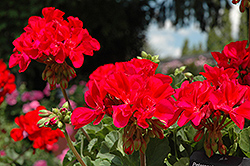 Fantasia Cranberry Sizzle Geranium (Pelargonium 'Fantasia Cranberry Sizzle') at Echter's Nursery & Garden Center