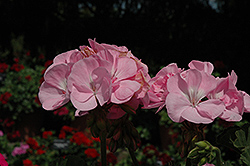 Fantasia Pink Shell Geranium (Pelargonium 'Fantasia Pink Shell') at Echter's Nursery & Garden Center