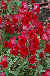 Speedy Sonnet Crimson Snapdragon (Antirrhinum majus 'Speedy Sonnet Crimson') at Echter's Nursery & Garden Center