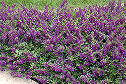 AngelMist Spreading Dark Purple Angelonia (Angelonia angustifolia 'Balangsparpi') at Echter's Nursery & Garden Center