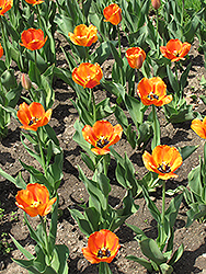 Blushing Apeldoorn Tulip (Tulipa 'Blushing Apeldoorn') at Echter's Nursery & Garden Center