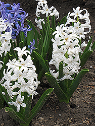 Carnegie Hyacinth (Hyacinthus orientalis 'Carnegie') at Echter's Nursery & Garden Center