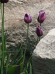 Passionale Tulip (Tulipa 'Passionale') at Echter's Nursery & Garden Center