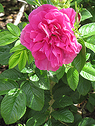 Hansa Rose (Rosa 'Hansa') at Echter's Nursery & Garden Center