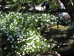 Mountain Sandwort (Arenaria montana) at Echter's Nursery & Garden Center