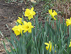 Dutch Master Daffodil (Narcissus 'Dutch Master') at Echter's Nursery & Garden Center