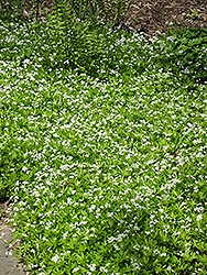 Sweet Woodruff (Galium odoratum) at Echter's Nursery & Garden Center