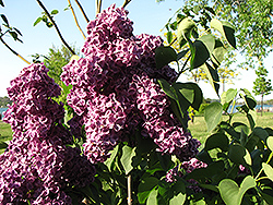 Monge Lilac (Syringa vulgaris 'Monge') at Echter's Nursery & Garden Center