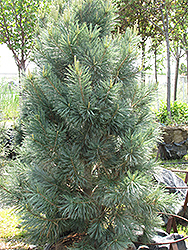 Vanderwolf's Pyramid Pine (Pinus flexilis 'Vanderwolf's Pyramid') at Echter's Nursery & Garden Center