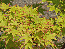 Coral Bark Japanese Maple (Acer palmatum 'Sango Kaku') at Echter's Nursery & Garden Center