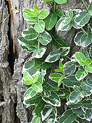 Emerald Gaiety Wintercreeper (Euonymus fortunei 'Emerald Gaiety') at Echter's Nursery & Garden Center