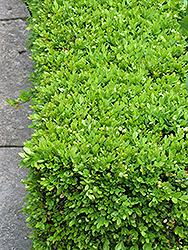 Green Velvet Boxwood (Buxus 'Green Velvet') at Echter's Nursery & Garden Center