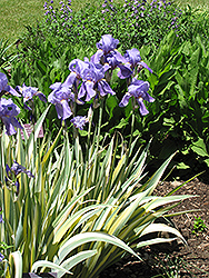 Golden Variegated Sweet Iris (Iris pallida 'Aureovariegata') at Echter's Nursery & Garden Center