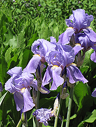 Golden Variegated Sweet Iris (Iris pallida 'Aureovariegata') at Echter's Nursery & Garden Center