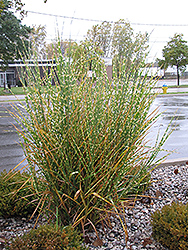 Porcupine Grass (Miscanthus sinensis 'Strictus') at Echter's Nursery & Garden Center