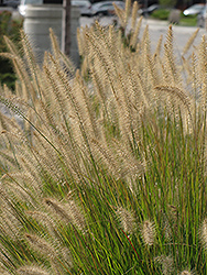 Hameln Dwarf Fountain Grass (Pennisetum alopecuroides 'Hameln') at Echter's Nursery & Garden Center