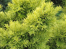 Dwarf Golden Japanese Yew (Taxus cuspidata 'Nana Aurescens') at Echter's Nursery & Garden Center