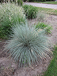 Blue Oat Grass (Helictotrichon sempervirens) at Echter's Nursery & Garden Center
