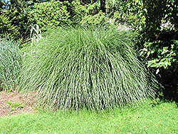 Yaku Jima Dwarf Maiden Grass (Miscanthus sinensis 'Yaku Jima') at Echter's Nursery & Garden Center