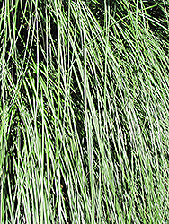 Yaku Jima Dwarf Maiden Grass (Miscanthus sinensis 'Yaku Jima') at Echter's Nursery & Garden Center