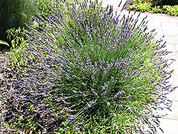 Grosso Lavender (Lavandula x intermedia 'Grosso') at Echter's Nursery & Garden Center